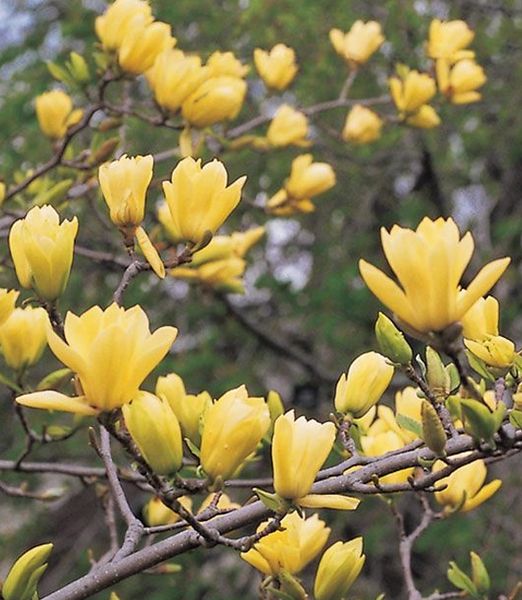 Magnolia x 'Butterfly'